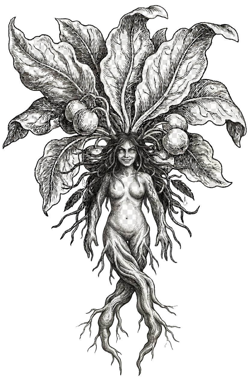 Mandragora